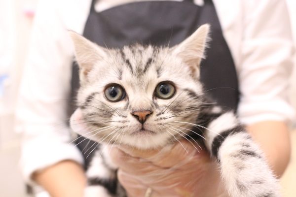 アメリカンショートヘア