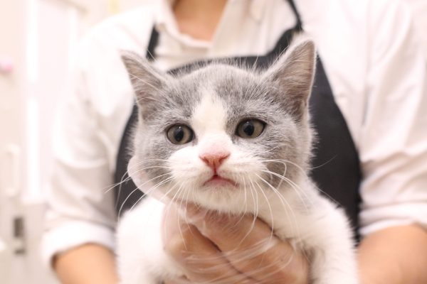 ブリティッシュ