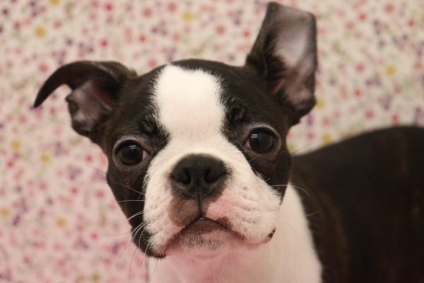 ボストンテリア