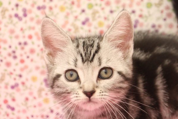 アメリカンショートヘア