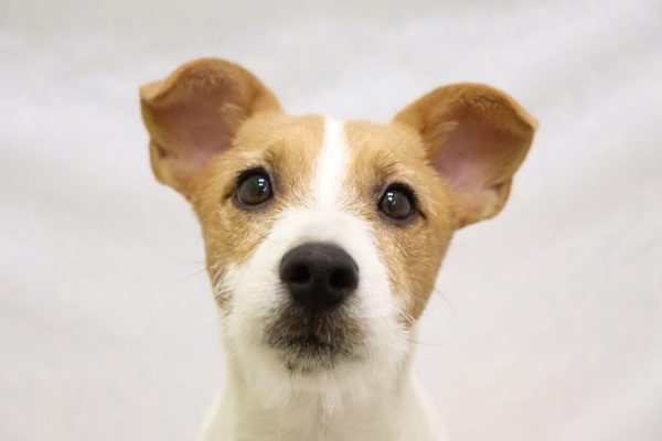 ジャックラッセルテリア