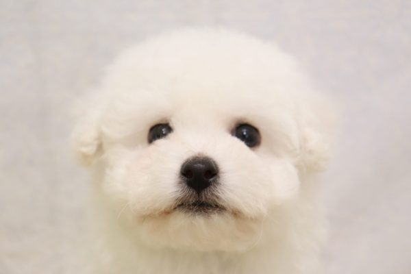 ビションフリーゼ