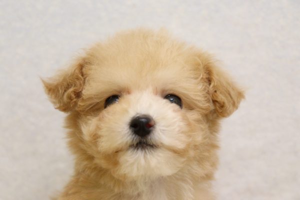 ミックス（ハーフ犬）