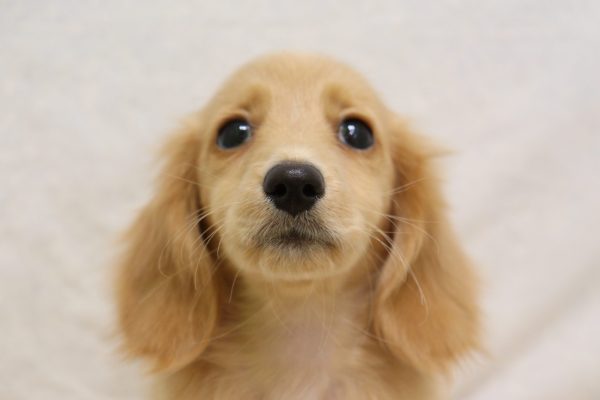 カニンヘンダックスフンド