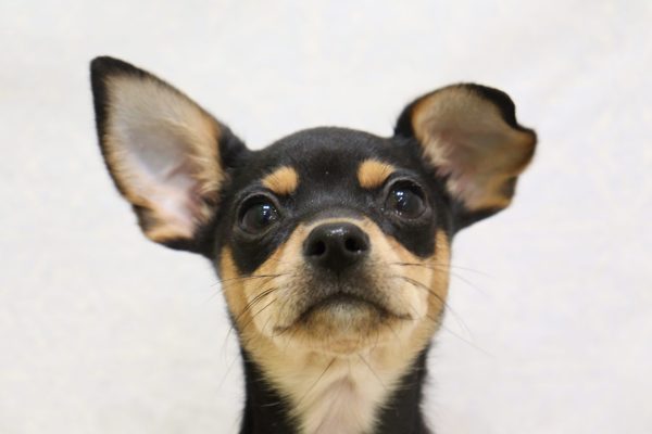 ミックス（ハーフ犬）