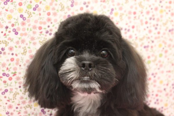 ミックス（ハーフ犬）