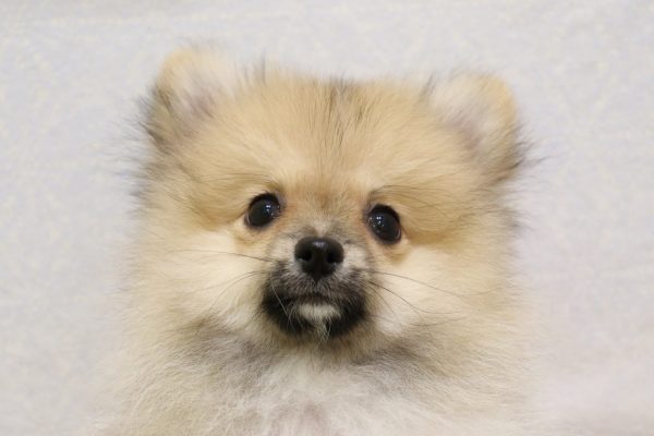 ポメラニアン
