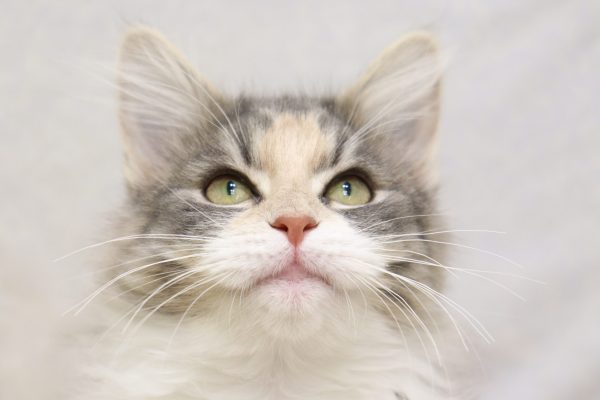 ノルウェージャンフォレストキャット