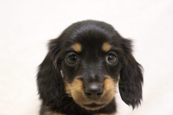 ミニチュアダックスフンド