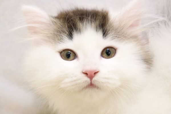 ミヌエット（ナポレオン）