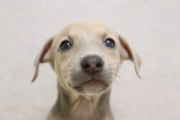 イタリアングレーハウンド