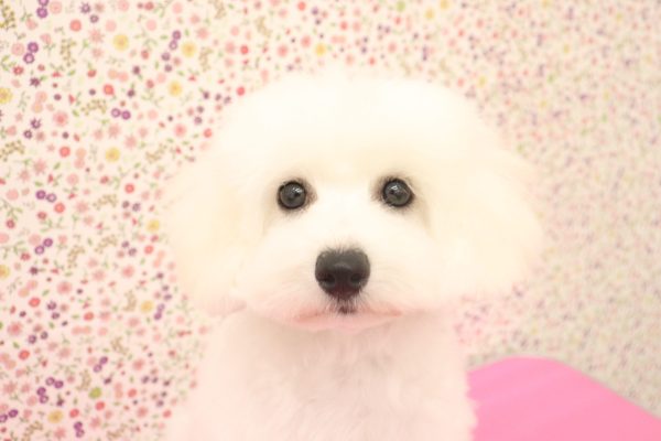 ビションフリーゼ