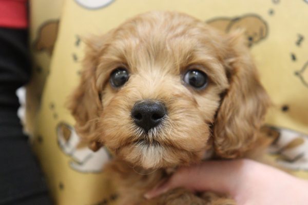 ミックス(ハーフ犬)