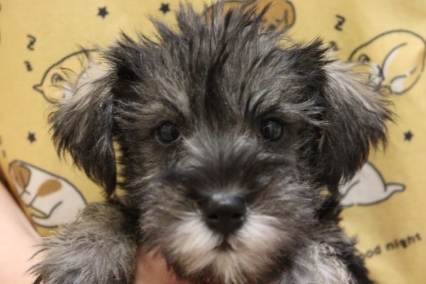 ミニチュアシュナウザー