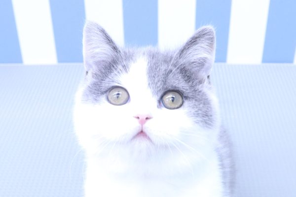 ブリティッシュ