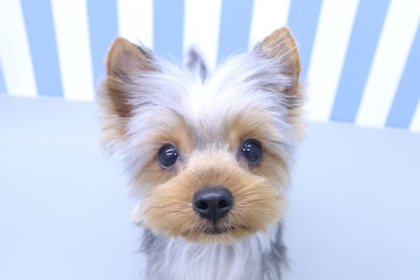 ヨークシャーテリア