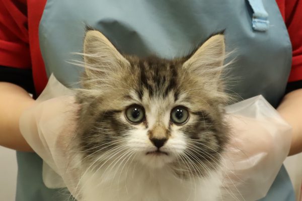 ミヌエット（ナポレオン）