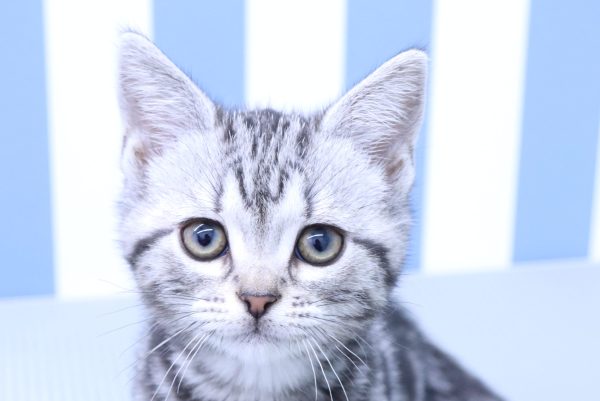 アメリカンショートヘア