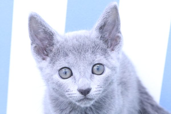 ロシアンブルー