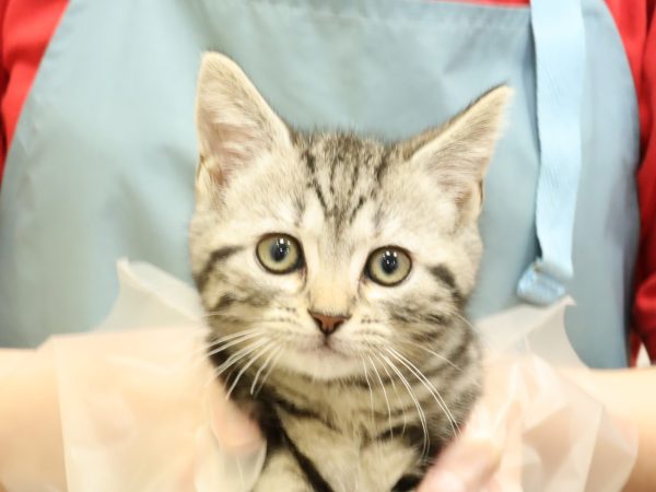 アメリカンショートヘア