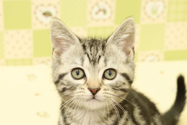 アメリカンショートヘア