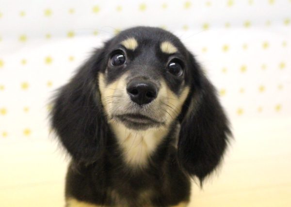 ミニチュアダックスフンド