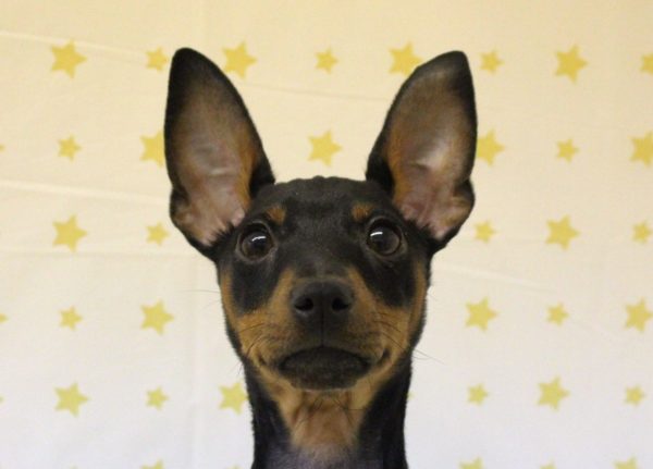 ミニチュアピンシャー