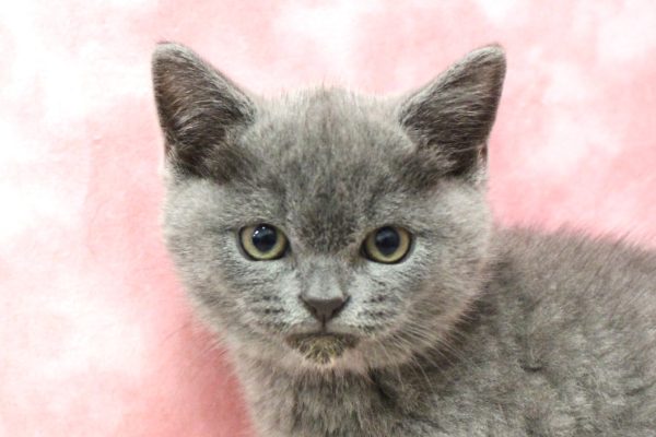 ブリティッシュ