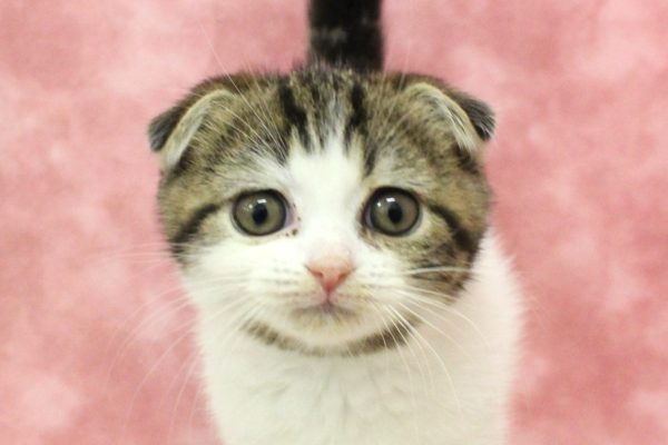 スコティッシュ