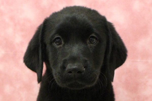 ラブラドールレトリーバー