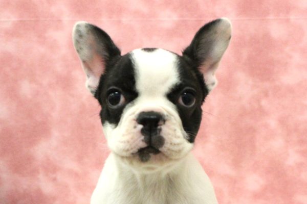 フレンチブルドッグ