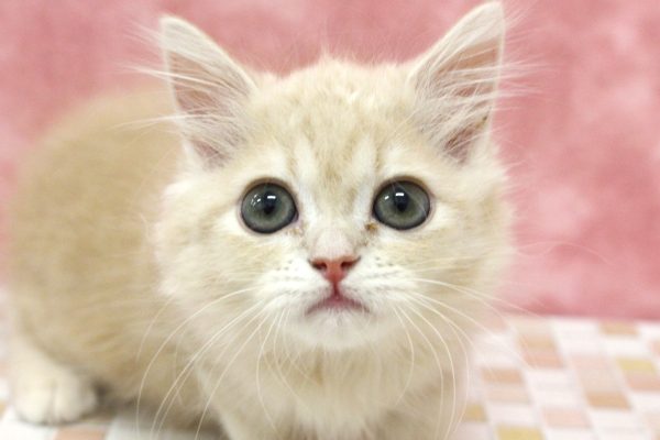 ミヌエット（ナポレオン）