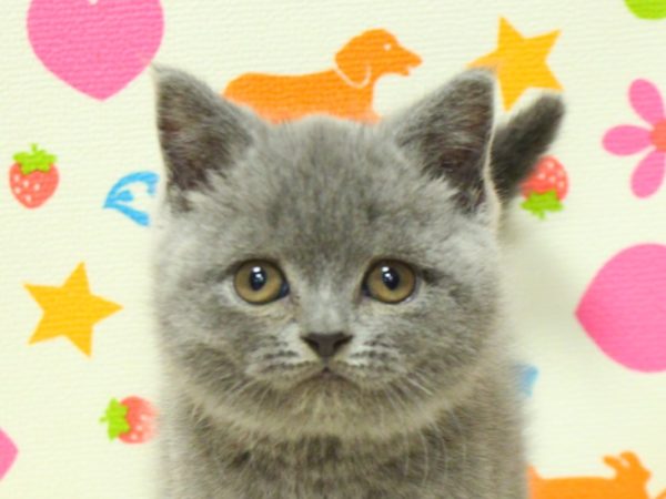 ブリティッシュ