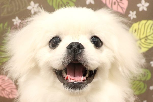 ミックス（ハーフ犬）