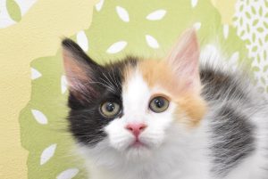 ノルウェージャンフォレストキャット