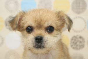 ミックス（ハーフ犬）
