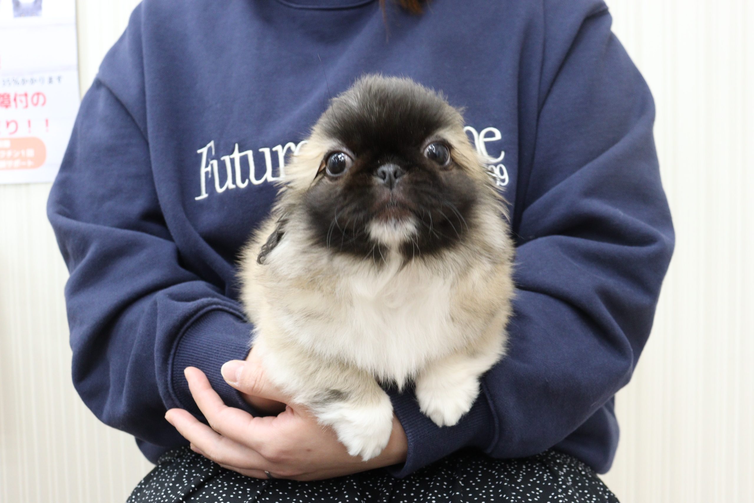 ペキニーズ 【プチマリア伊勢ララパーク店】 - 子犬・子猫をお探しなら