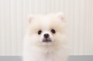 ポメラニアン