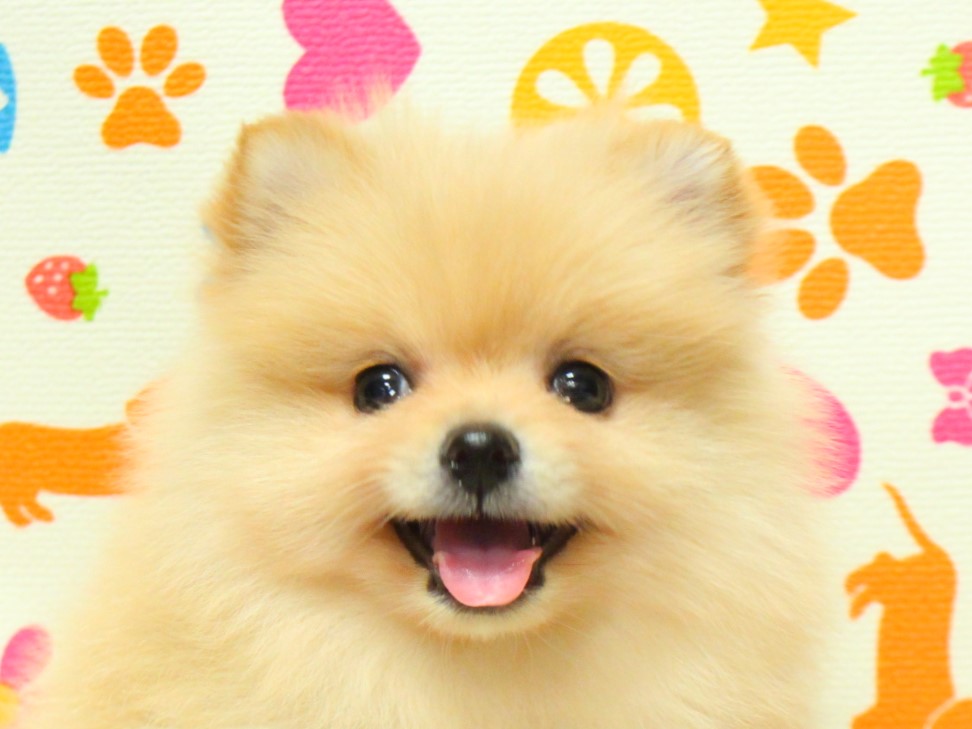 ポメラニアンちゃん🐶【B-WEST横浜永田台店】 - 子犬・子猫をお探し