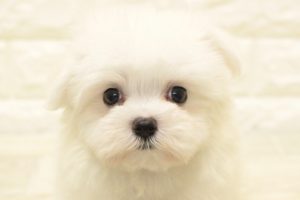 マルチーズ