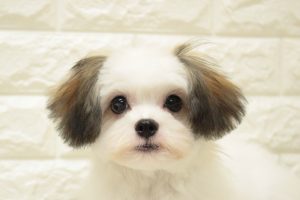 ミックス（ハーフ犬）