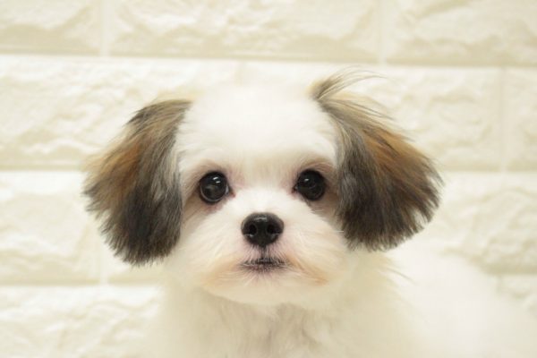 ミックス（ハーフ犬）