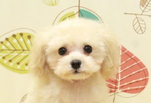 タイニープードル
