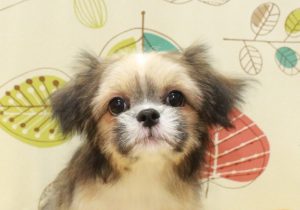 ミックス（ハーフ犬）