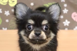 チワワ