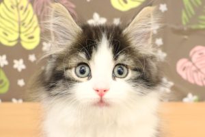 ノルウェージャンフォレストキャット