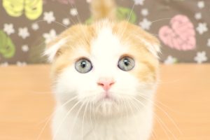 スコティッシュ