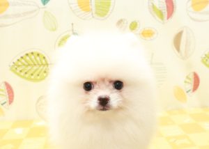ポメラニアン