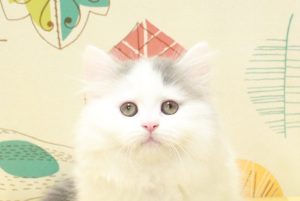 ミヌエット（ナポレオン）