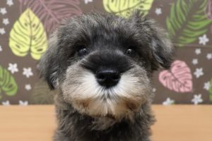 ミニチュアシュナウザー